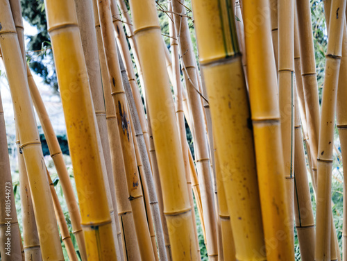 Phyllostachys aurea, commonly known as Golden Bamboo, stands tall with its striking yellow canes, offering a natural partition.