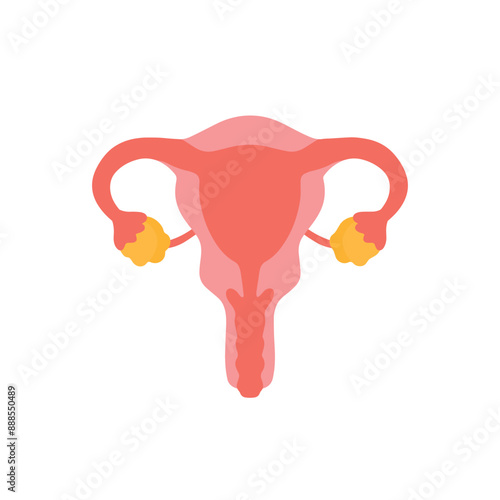 Uterus and ovaries woman reproductive system for human organ vector illustration