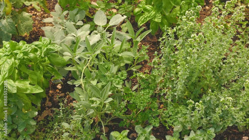 Herb Garden Close up Dolly Shot Looking Down Herb Garden Close up Dolly Shot Looking Down