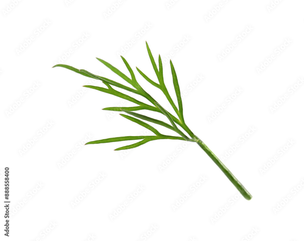 Sprig of fresh green dill isolated on white Sprig of fresh green dill isolated on white