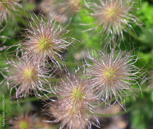 Pulsatilla grandis, commonly known as the greater pasque flower, is a species of flowering plant in the genus Pulsatilla of the family Ranunculaceae.