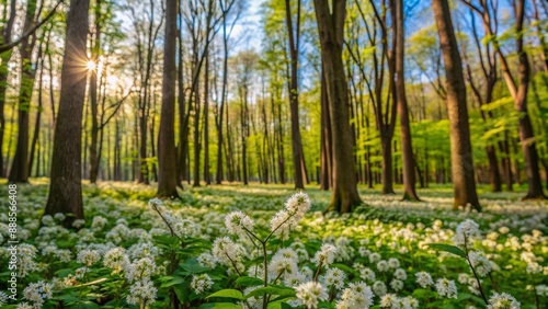 Vincetoxicum hirundinaria blooming amongst trees in a spring forest, spring, Vincetoxicum hirundinaria, blooms, forest