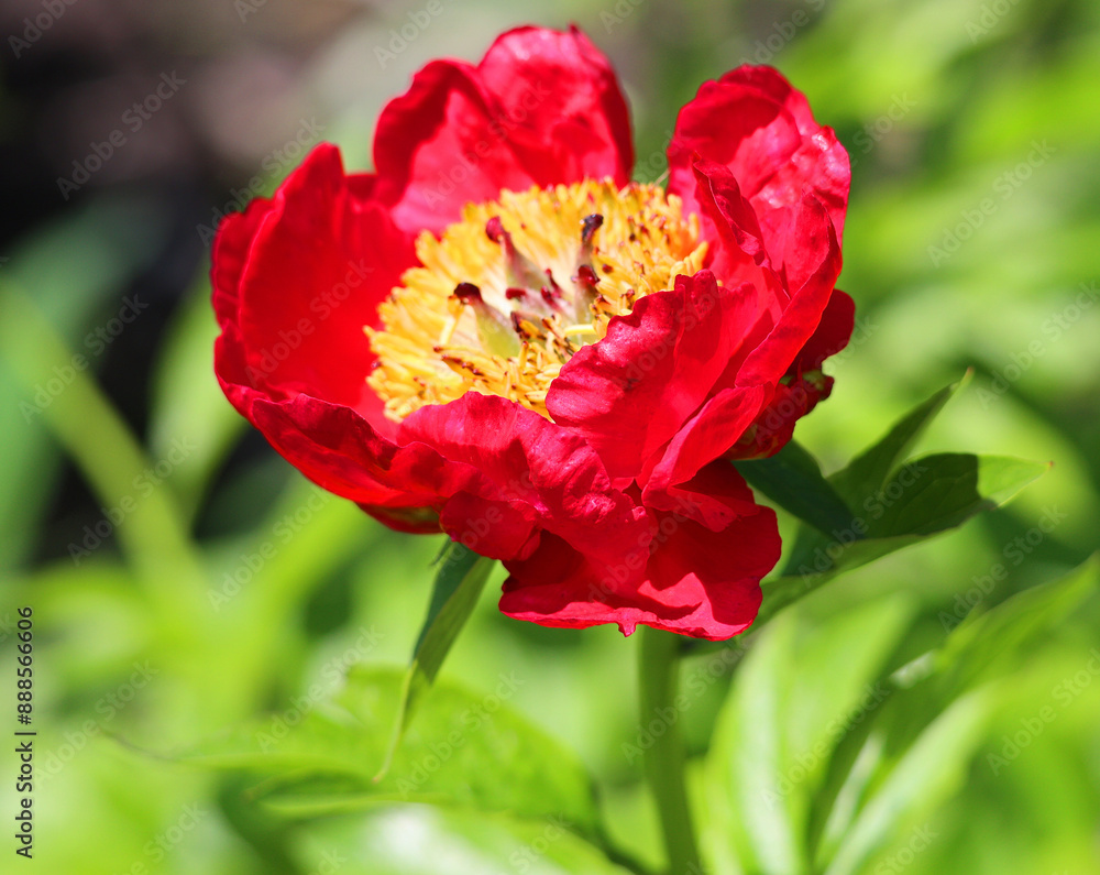 The peony is a flowering plant in the genus Paeonia, the only genus in the family Paeoniaceae. They are native to Asia, Southern Europe and Western North America The peony is a flowering plant in the genus Paeonia, the only genus in the family Paeoniaceae. They are native to Asia, Southern Europe and Western North America