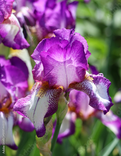 Iris  germanica is the accepted name for a species of flowering plants in the family Iridaceae commonly known as the bearded iris or the German bearded iris photo