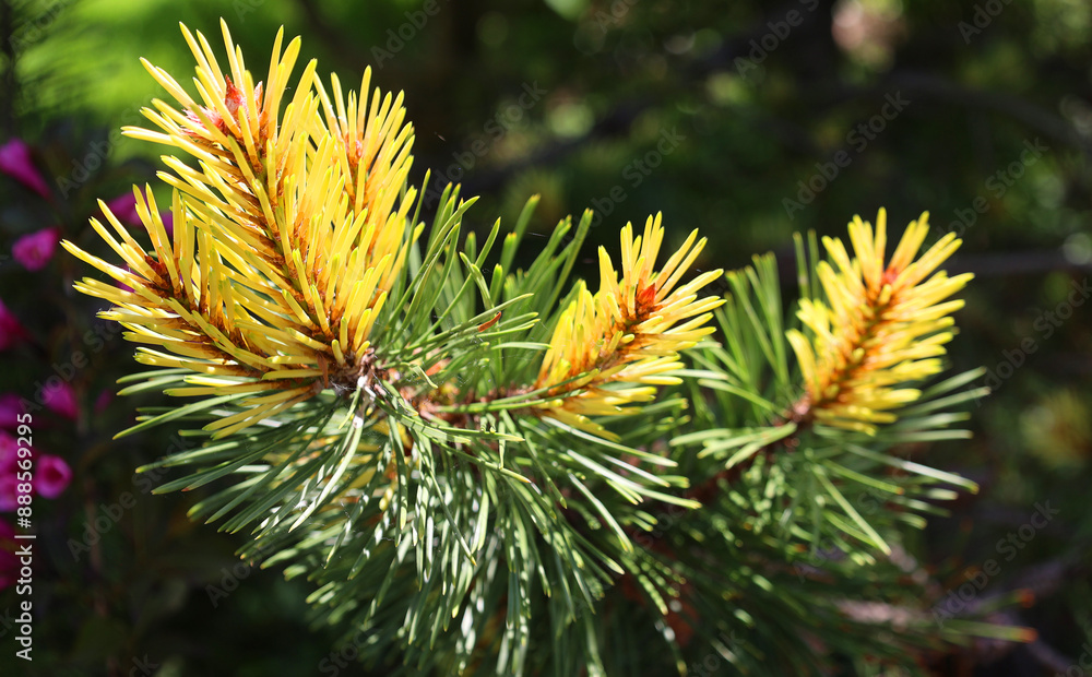 Pinus contorta, with the common names lodgepole pine and shore pine, and also known as twisted pine and contorta pine is a common tree in western North America. Pinus contorta, with the common names lodgepole pine and shore pine, and also known as twisted pine and contorta pine is a common tree in western North America.