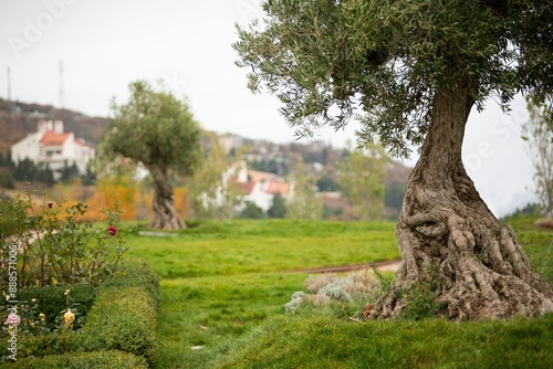 Olive grove tree, in a sunny day