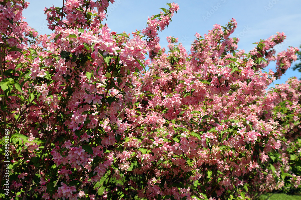 Weigela is a genus of between six and 38 species of deciduous shrubs in the family Caprifoliaceae. Weigela is a genus of between six and 38 species of deciduous shrubs in the family Caprifoliaceae.