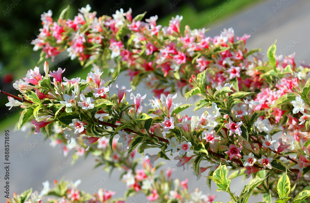 Weigela is a genus of between six and 38 species of deciduous shrubs in the family Caprifoliaceae. Weigela is a genus of between six and 38 species of deciduous shrubs in the family Caprifoliaceae.