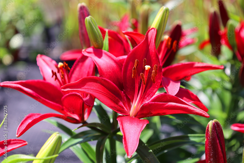 Amaryllis is the only genus in the subtribe Amaryllidinae (tribe Amaryllideae). It is a small genus of flowering bulbs, with two species. Amaryllis is the only genus in the subtribe Amaryllidinae (tribe Amaryllideae). It is a small genus of flowering bulbs, with two species.