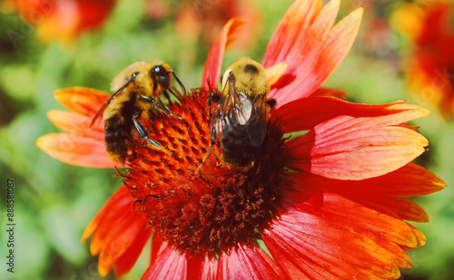 Bee on Gaillardia pulchella (firewheel, Indian blanket, Indian blanketflower, or sundance), is a North American species of short-lived perennial or annual flowering plants in the sunflower family. photo