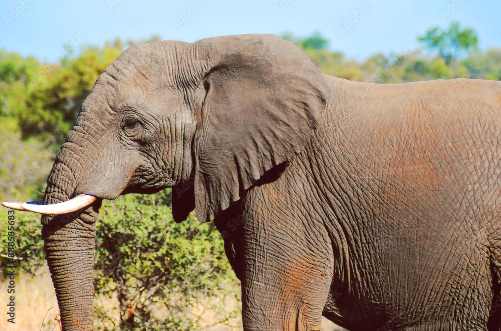 Fototapeta premium Kruger park South Africa: African elephants are elephants of the genus Loxodonta, the bush elephant, is the largest living terrestrial animal,