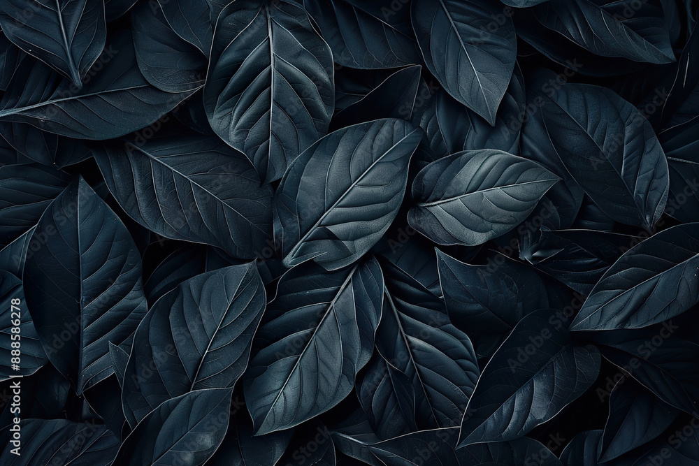 A close up of black leaves with a dark background. A close up of black leaves with a dark background.