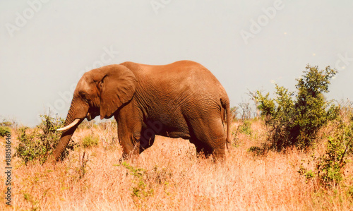 Kruger park South Africa: African elephants are elephants of the genus Loxodonta, the bush elephant, is the largest living terrestrial animal,