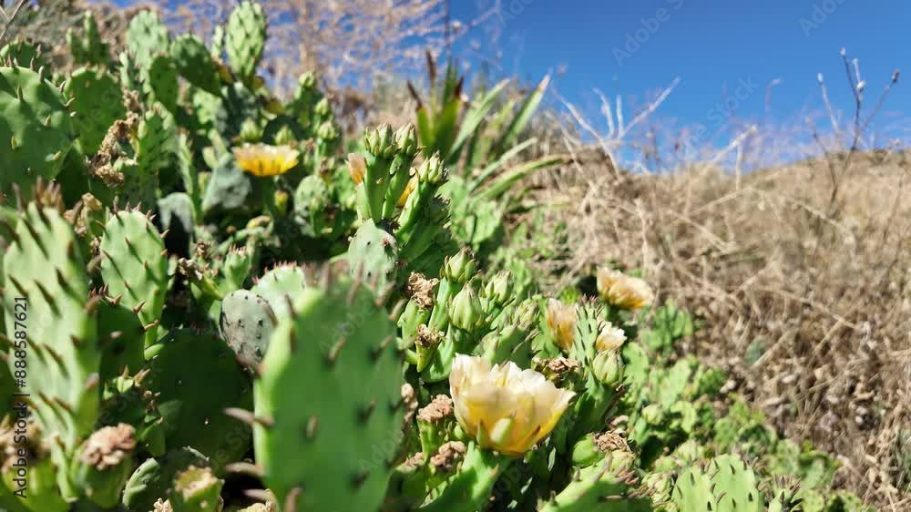 A vibrant green prickly pear cactus plant with blooming yellow flowers. A vibrant green prickly pear cactus plant with blooming yellow flowers.
