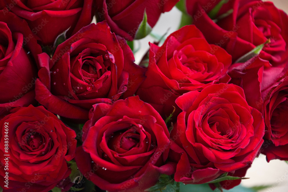 赤い薔薇 赤い薔薇
