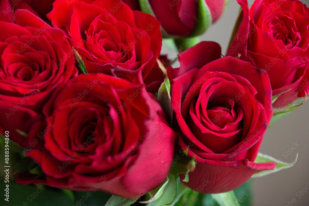 赤い薔薇 赤い薔薇