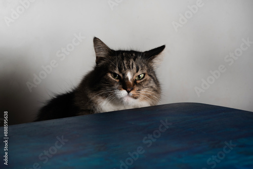 Mascotas. Gato esponjoso mirando por encima de la mesa azul. photo