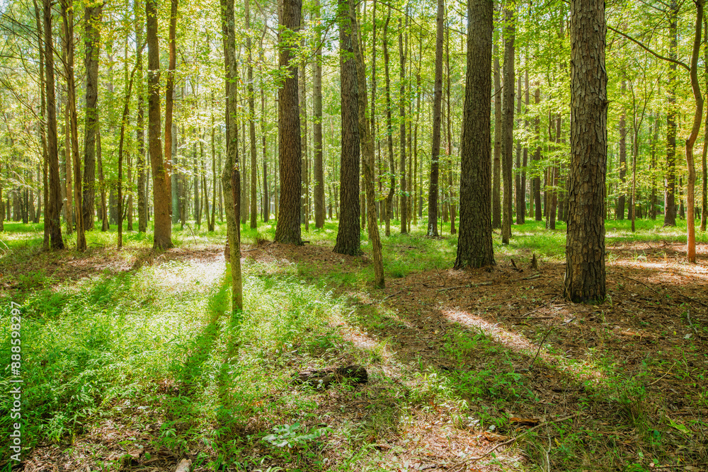 A bright green wooded area with streams of morning light in Historic Occoneechee Speedway Trail, Hillsboro, North Carolina A bright green wooded area with streams of morning light in Historic Occoneechee Speedway Trail, Hillsboro, North Carolina