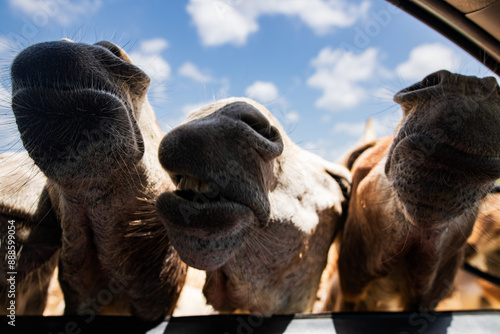 A group of mules poking their heads into a car window with cloudy blue skies behind