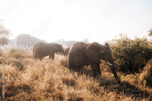 Canvas Print Elephants in the wild