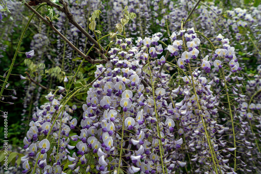 Obraz premium View of a flowering wisteria bush in the arboretum park