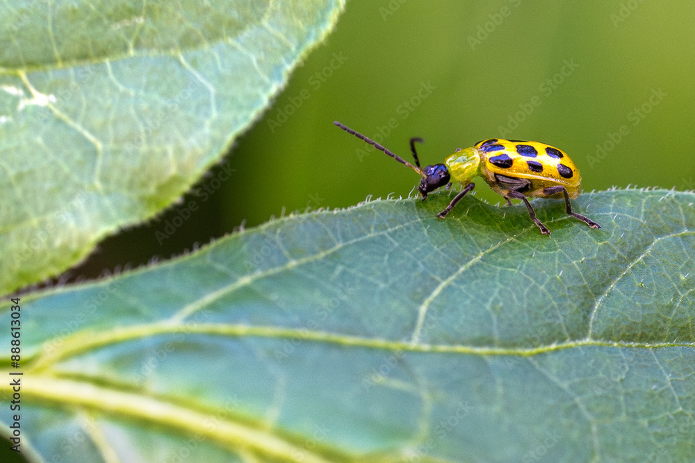 state potato beetle state potato beetle