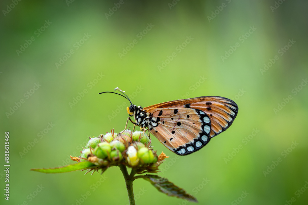 Obraz premium butterfly on a flower