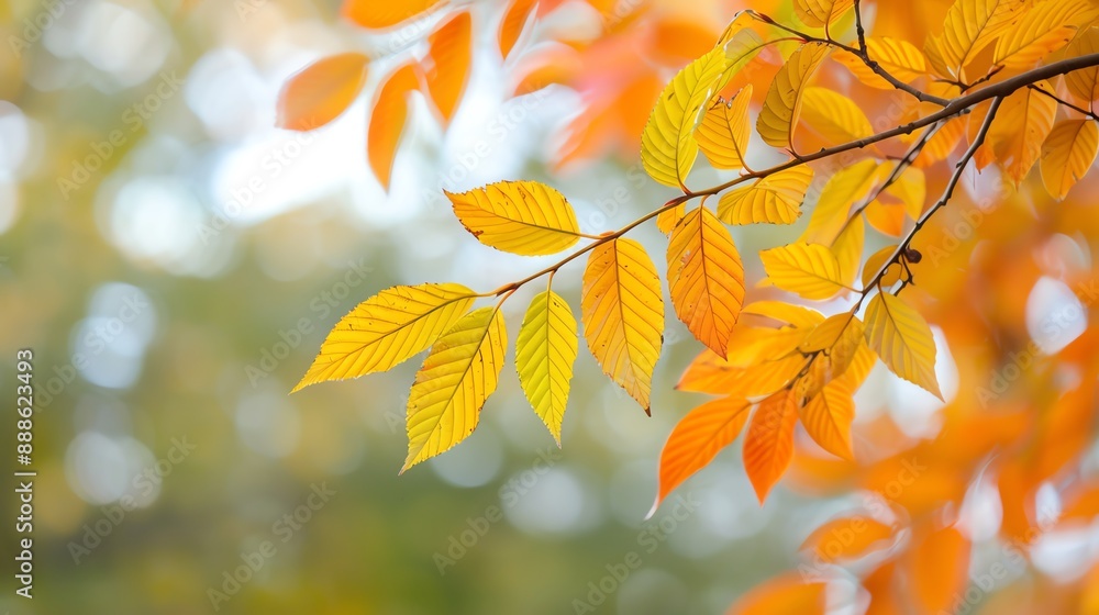 Autumn foliage decorating the outdoor landscape, Foliage, Autumn, Outside Autumn foliage decorating the outdoor landscape, Foliage, Autumn, Outside