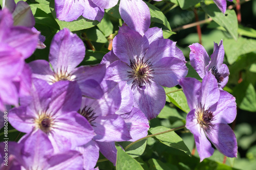 Close-up of a clematis flower in a summer garden © JulPhoto