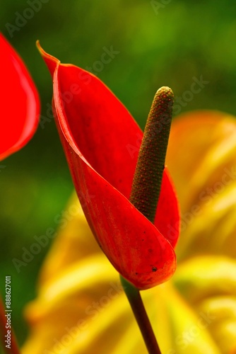 Anthurium (flamingo flower, pigtail plant) - flowering plant of the family Araceae, native to the Americas (observed on Bali, Indonesia) photo