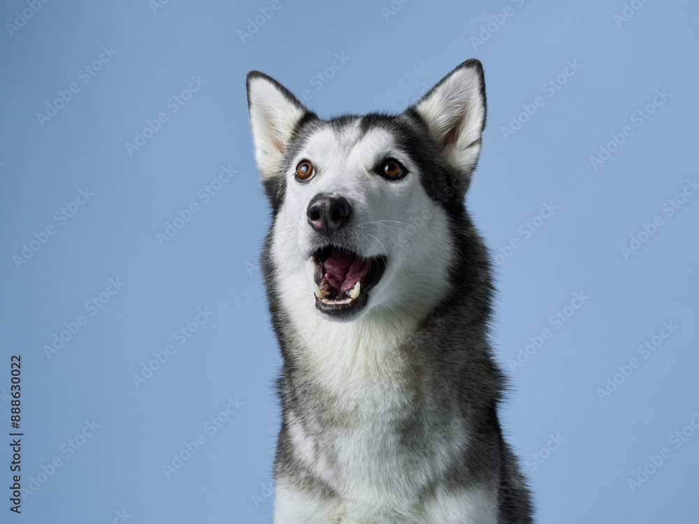 Siberian Husky with a joyful expression, set against a light blue studio background. The image captures the breed's friendly demeanor and striking features Siberian Husky with a joyful expression, set against a light blue studio background. The image captures the breed's friendly demeanor and striking features