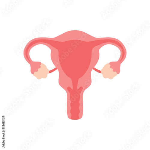 Flat uterus and ovaries woman reproduction system for human organ vector illustration