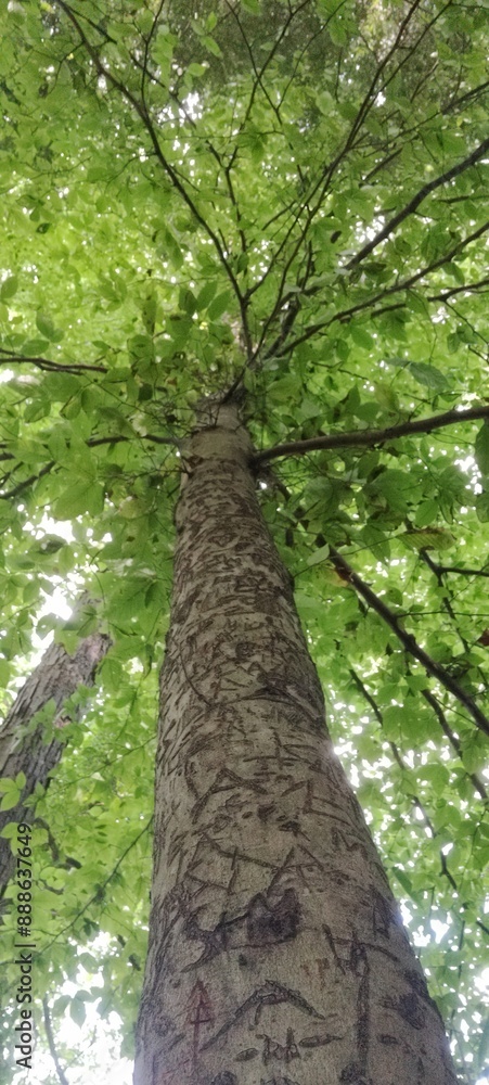 Fototapeta premium Tree 1