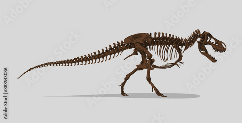 Vector Illustration: Fossil skeleton of Dinosaur king Tyrannosaurus Rex ( t-rex ) on white background.