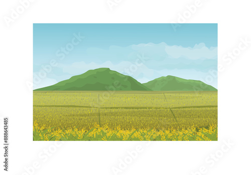 Background landscape in rice fields mountains and sky in countryside. 
