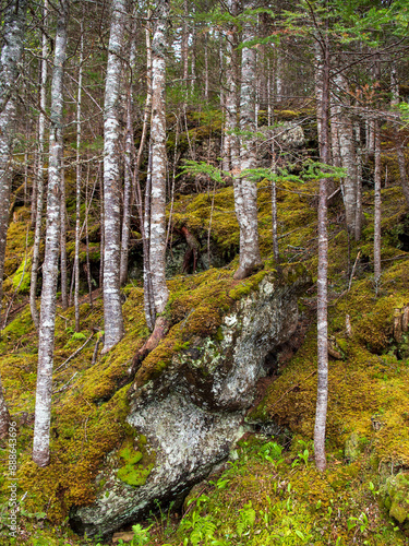 Moss-covered forest floor along the Potcove Pond Boardwalk and Trail on New World Island near Cottlesville, Newfoundland