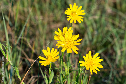 meadow salsify,.Tragopogon pratensis yellow flower closeup selective focus photo