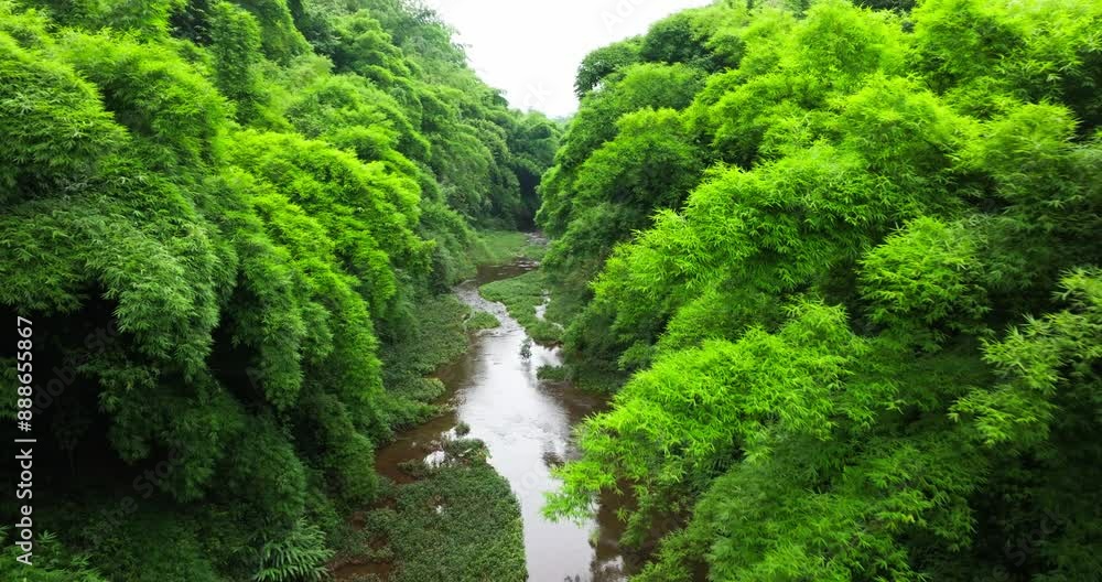 aerial view of fresh bamboo woods with stream flowing by in the middle, beautiful countryside nature landscape in Sichuan China aerial view of fresh bamboo woods with stream flowing by in the middle, beautiful countryside nature landscape in Sichuan China