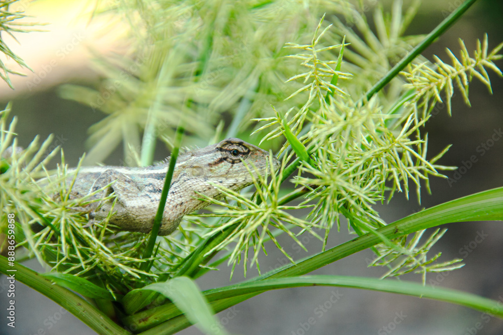 Obraz premium Garden Chameleon or calotes versicolor which is on a tree branch hunting for insects