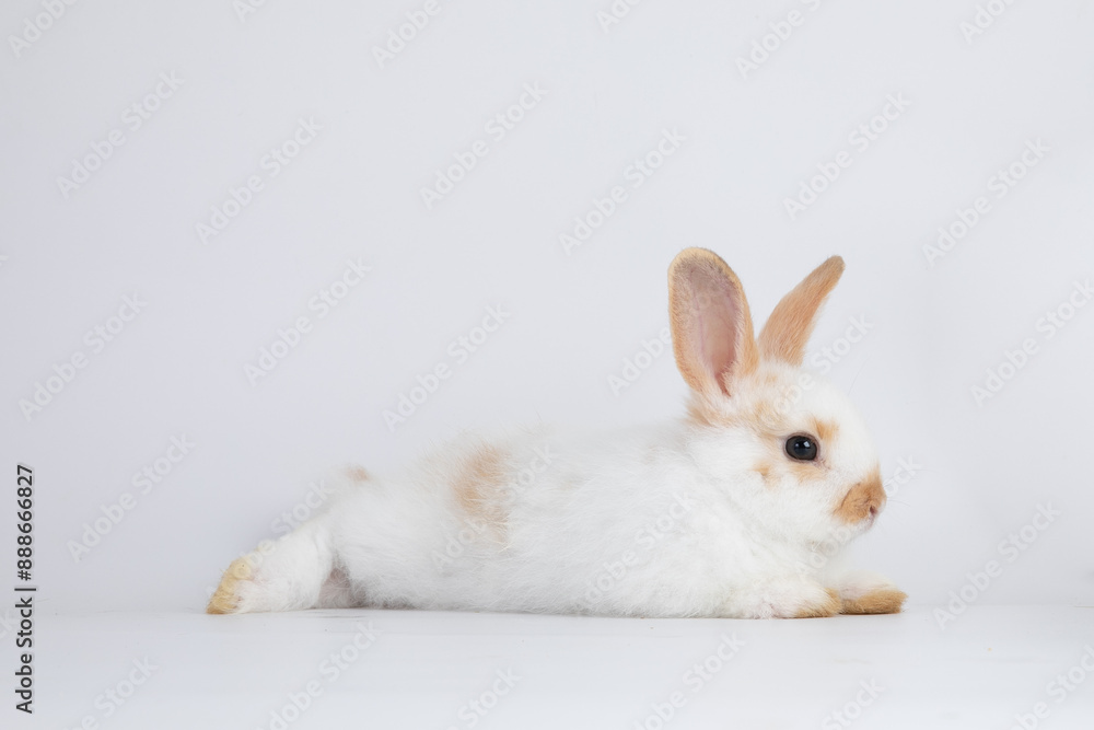 Healthy lovely baby bunny easter rabbit on white background. Cute fluffy rabbit on white background Animal symbol of easter day festival. Healthy lovely baby bunny easter rabbit on white background. Cute fluffy rabbit on white background Animal symbol of easter day festival.