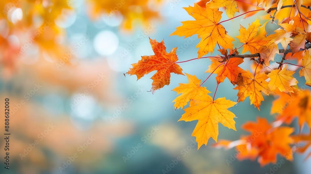 Autumn foliage decorating the outdoor landscape, Foliage, Autumn, Outside Autumn foliage decorating the outdoor landscape, Foliage, Autumn, Outside