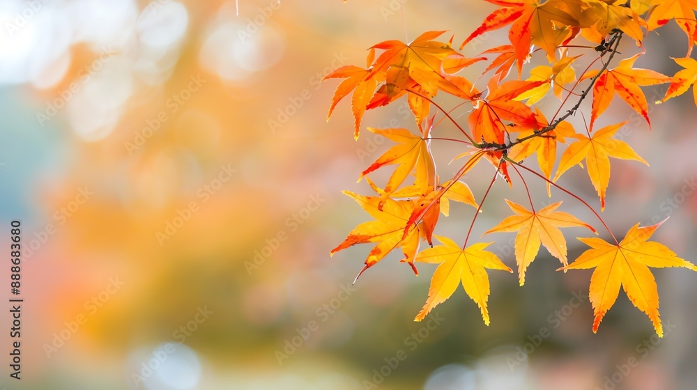 Harvest time showcasing the beauty of maple trees, Harvest, Time, Maple Harvest time showcasing the beauty of maple trees, Harvest, Time, Maple