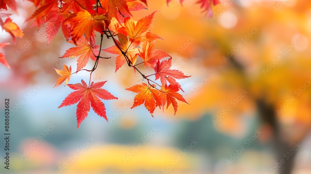 Harvest time showcasing the beauty of maple trees, Harvest, Time, Maple Harvest time showcasing the beauty of maple trees, Harvest, Time, Maple