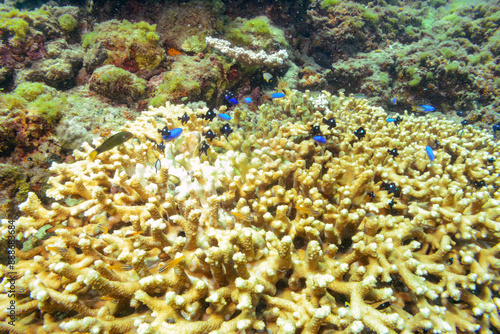 可愛いゴマハギ（ニザダイ科）、フタスジリュウキュウスズメダイ、ソラスズメダイ（スズメダイ科）他群れ
東京都伊豆諸島式根島-2020年10月3日
Reticulated Dascyllus (Dascyllus reticulatus), Heavenly Damselfish (Pomacentrus coelestis), Twotone tang (Zebrasoma scopas)
 photo