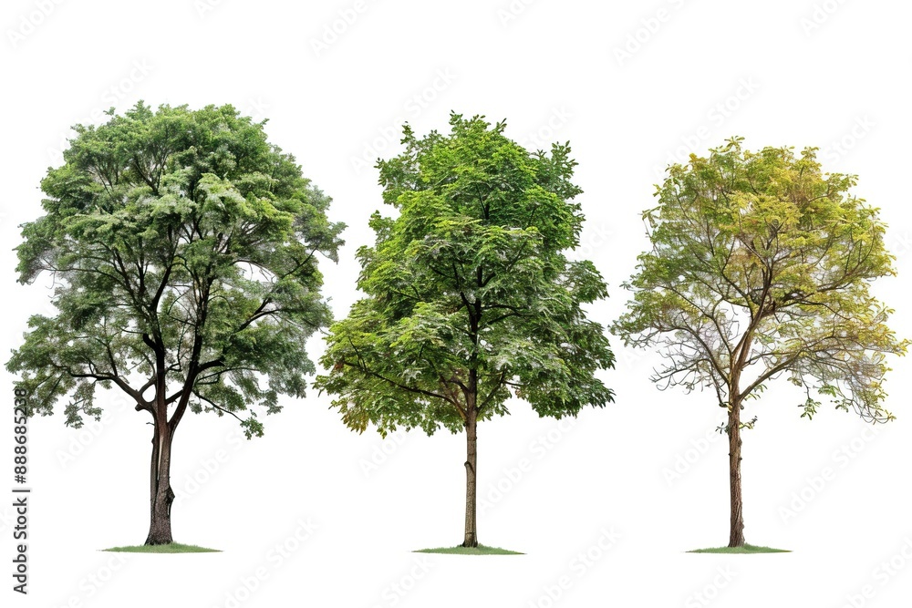 Obraz premium Set beautiful trees isolated on white background