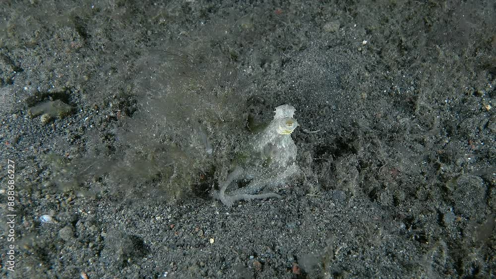 The long-armed octopus walks at night along the sandy bottom of the tropical sea among brown algae. It explores the bottom with its tentacles in search of food. The long-armed octopus walks at night along the sandy bottom of the tropical sea among brown algae. It explores the bottom with its tentacles in search of food.