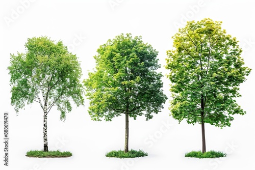 Set beautiful trees isolated on white background