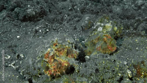 Two multi-colored frog fish sit on the bottom of a tropical sea between stones. Warty Frogfish (Antennarius maculatus) 11 cm. ID: skin is covered with wart-like protuberances. photo