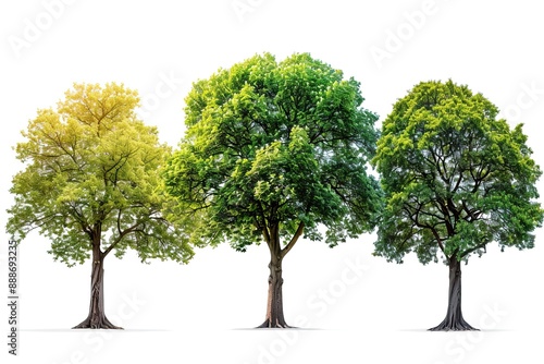 Set beautiful trees isolated on white background