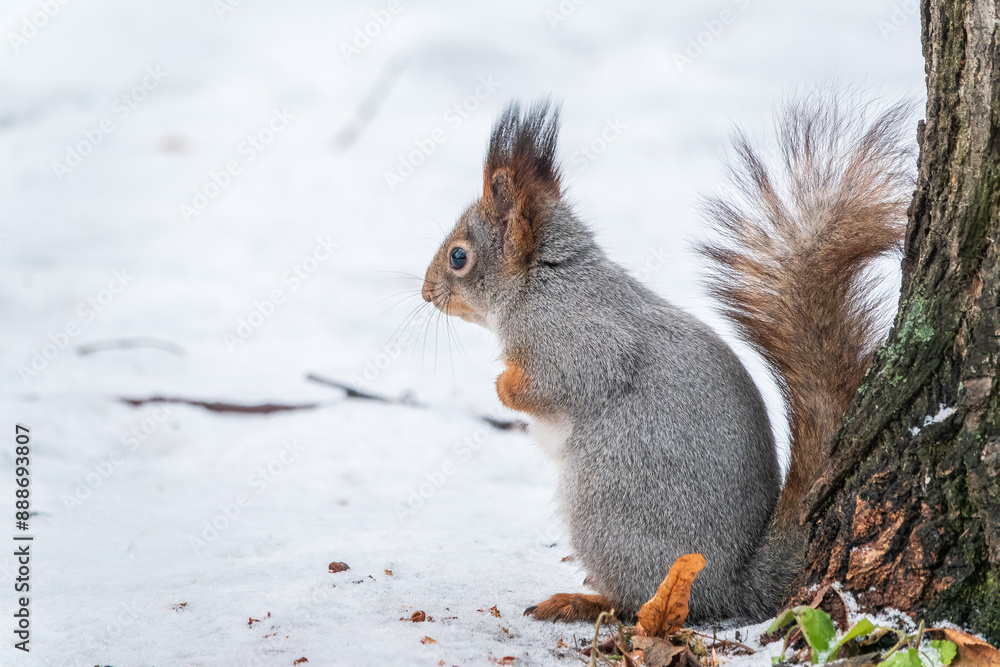 Fototapeta premium Portrait of a squirrel in winter on white snow background